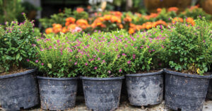 plants in containers at plant sale