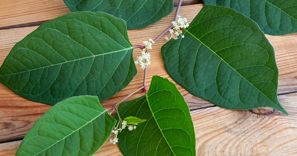 Blooming Japanese knotweed branch on a table